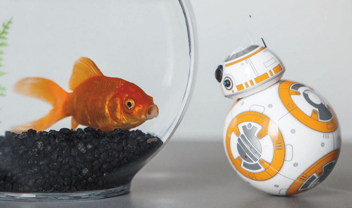 BB8 and Fish