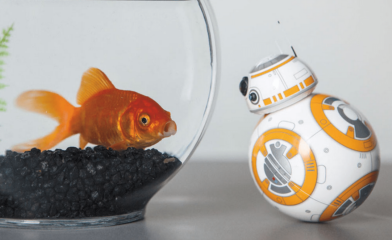 BB8 and Fish